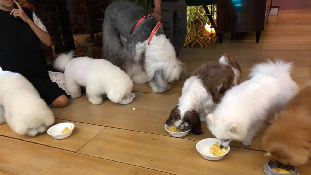 陳文茜遠行前最放不下的就是家中的狗兒子們。(圖／翻攝自文茜的世界周報 Sisy's World News臉書)