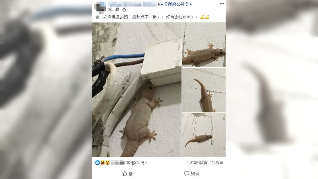 圖／翻攝自臉書社團「爆廢公社」