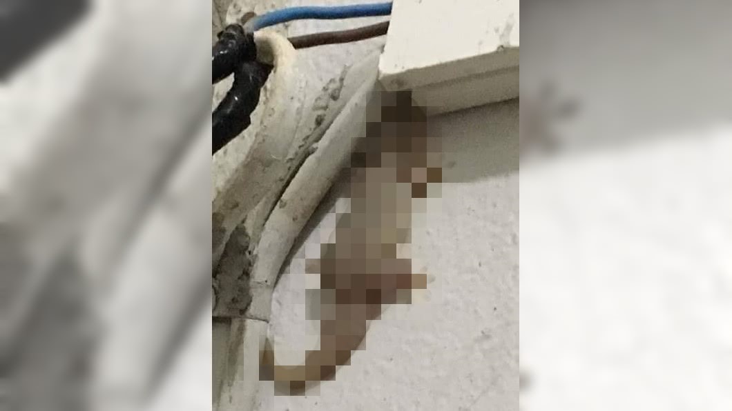 阿嬤養的壁虎!這張驚人肥腫照 萬人嚇呆:根本胖虎