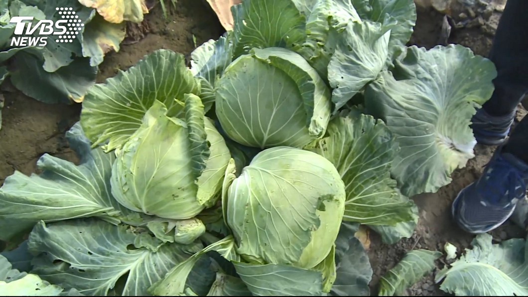 菜王高麗菜種植登記上路 超量紫爆警告
