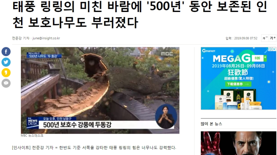 500年老樹被連根拔起、吹倒在地。圖/翻攝自insight.co.kr