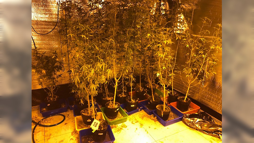 種大麻再製成巧克力 檢方聲押3人獲准