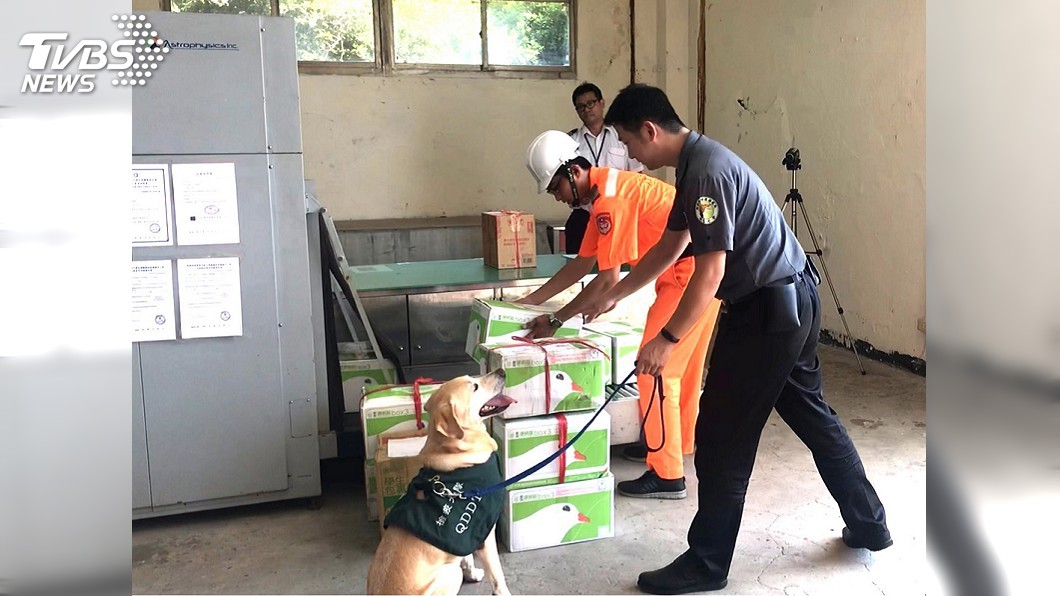 中秋防堵非洲豬瘟 增派主動犬赴金門檢疫