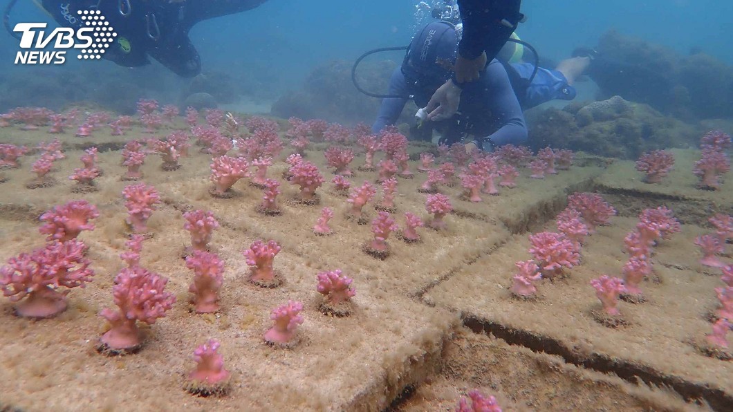 澎湖海洋花園 鎖港杭灣植栽珊瑚復育