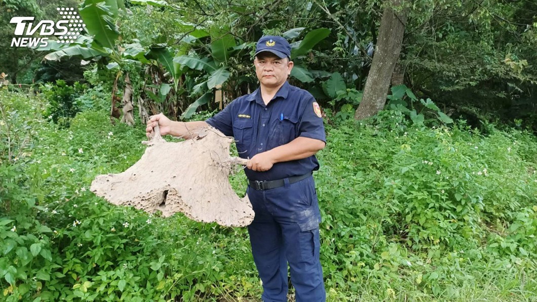 婦人採筍遭虎頭蜂攻擊 警摘除如飛碟的大蜂窩
