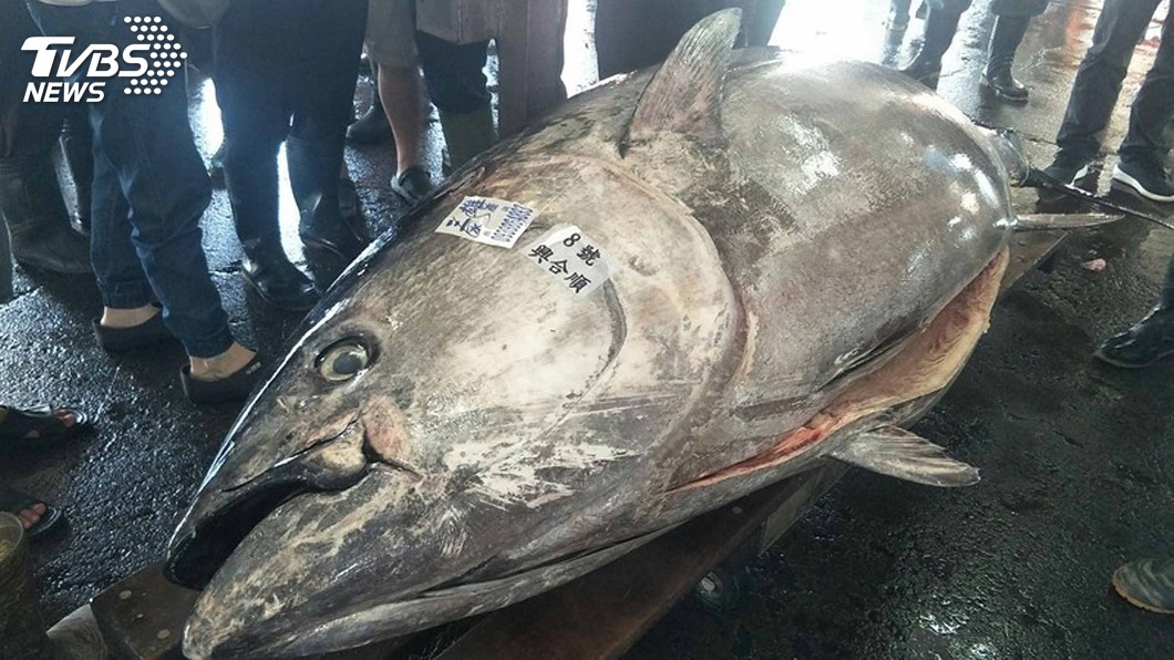 網傳台日鮪魚配額交換損失4億元 警方查辦假消息