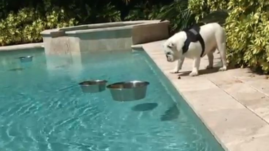 圖/翻攝自bulldog_dad Instagram
