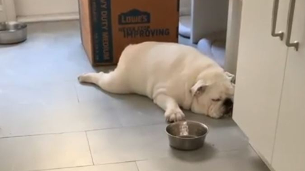 圖/翻攝自bulldog_dad Instagram
