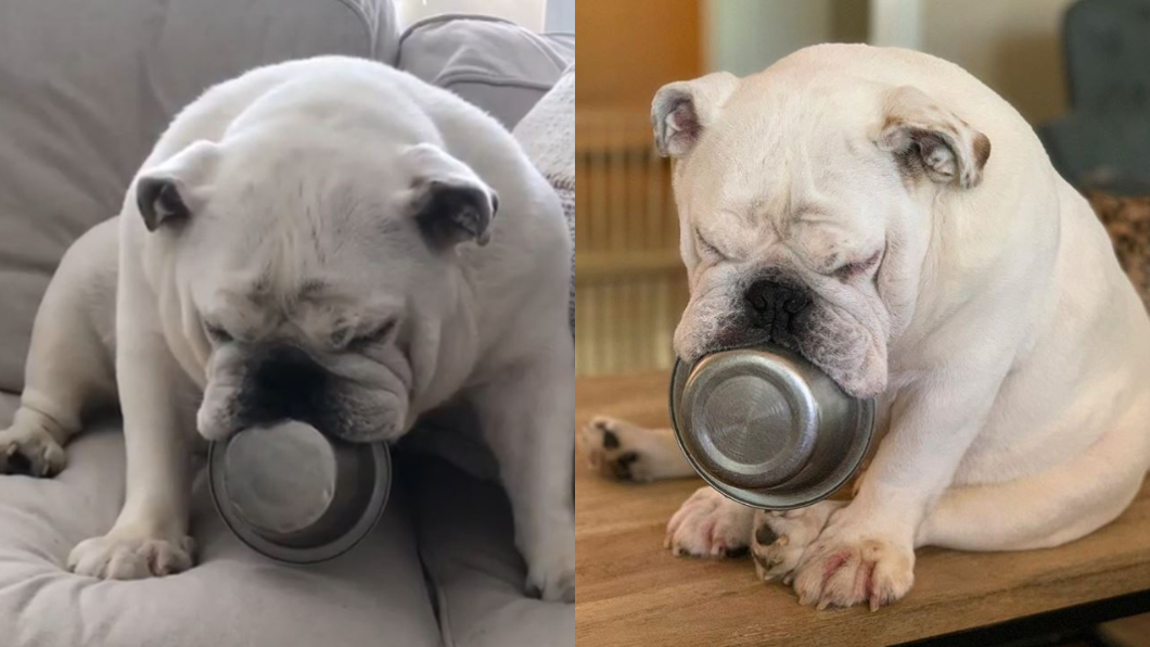 圖/翻攝自bulldog_dad Instagram