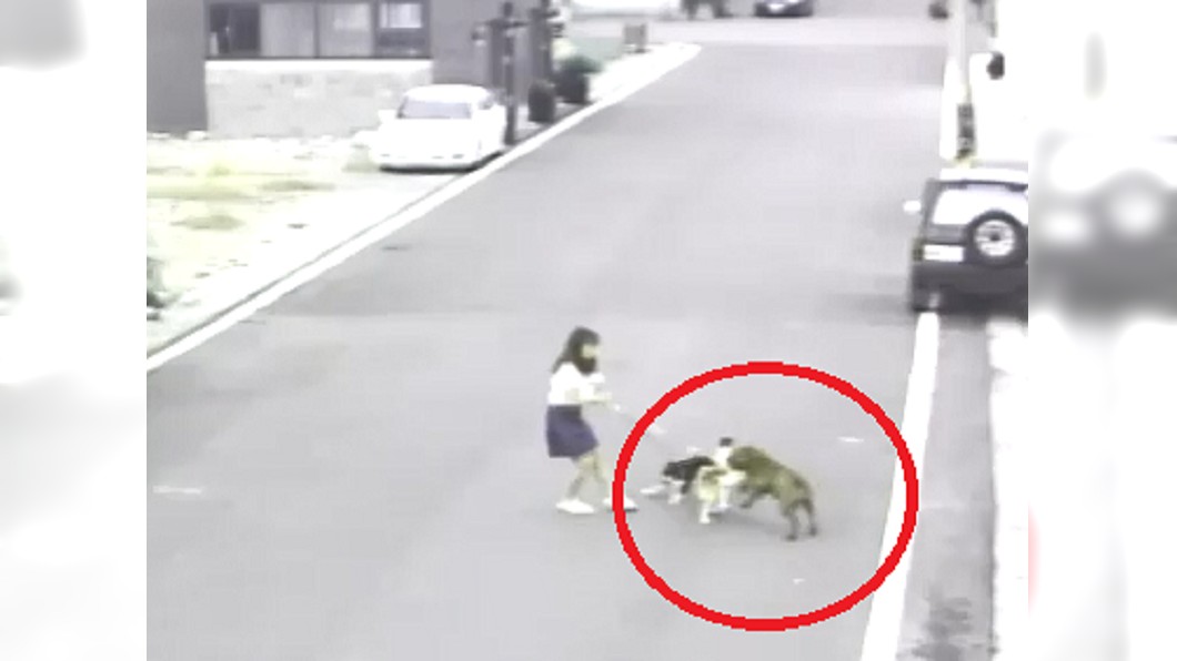 比特犬再度攻擊柴犬。圖／翻攝自爆料公社