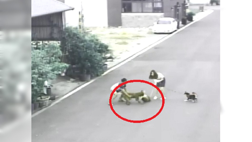 比特犬從網球場爆衝出來撲向柴犬。圖／翻攝自爆料公社