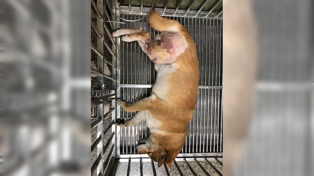 比特犬又傳攻擊 柴犬遭猛咬蛋蛋破裂恐跛腳