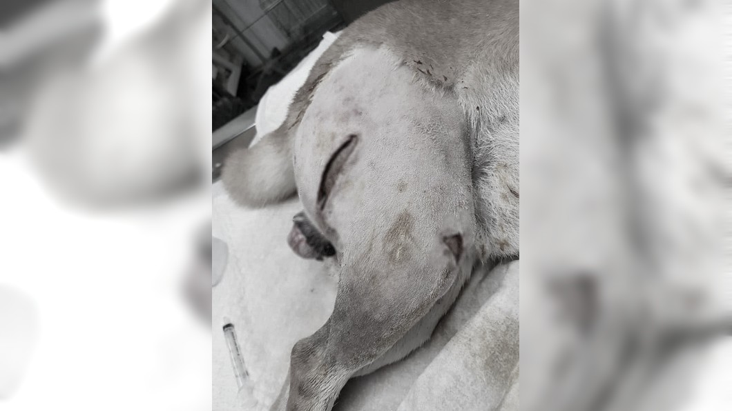 柴犬傷勢嚴重。圖／翻攝自爆料公社
