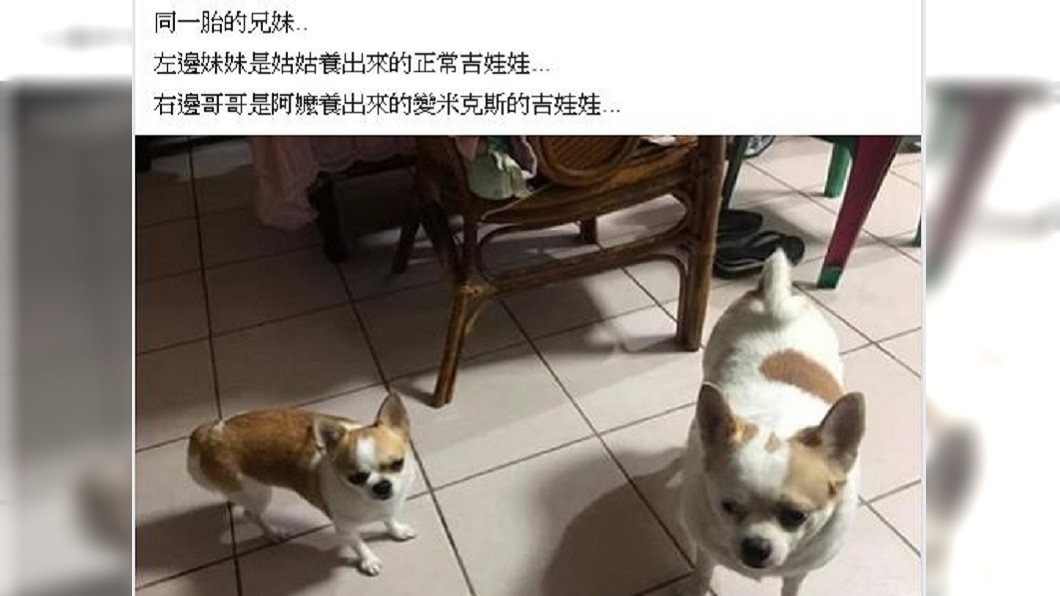 網友分享，哥哥是給阿嬤養，難怪體型超級龐大。(圖／翻攝自爆廢公社)
