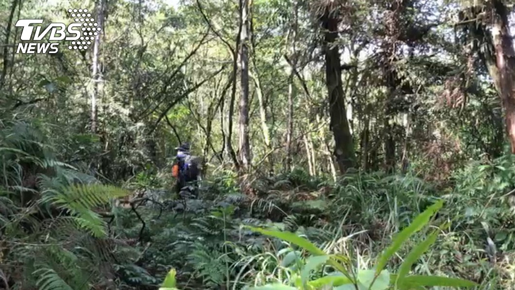 上山採藥迷路2週! 6旬翁憑此招奇蹟生還