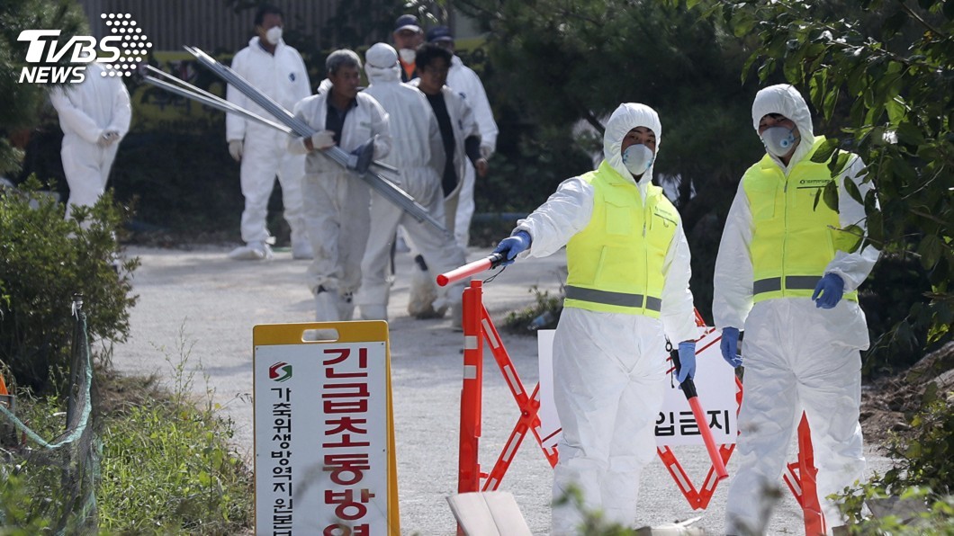 抗非洲豬瘟 南韓調派數百士兵非軍事區抓野豬