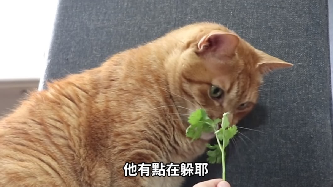 貓咪也不喜歡香菜。圖/翻攝自黃阿瑪的後宮生活