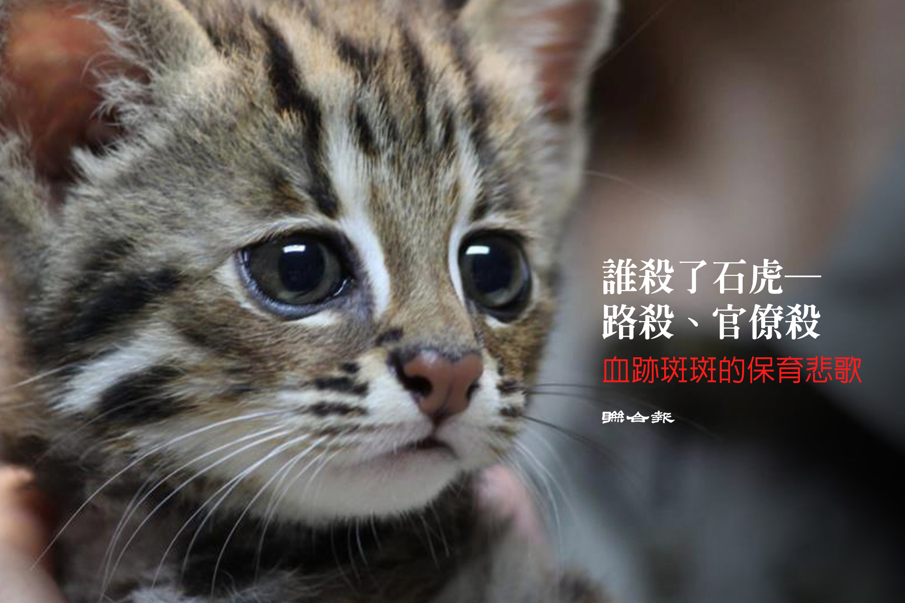 誰殺了石虎－路殺、官僚殺 血跡斑斑的保育悲歌