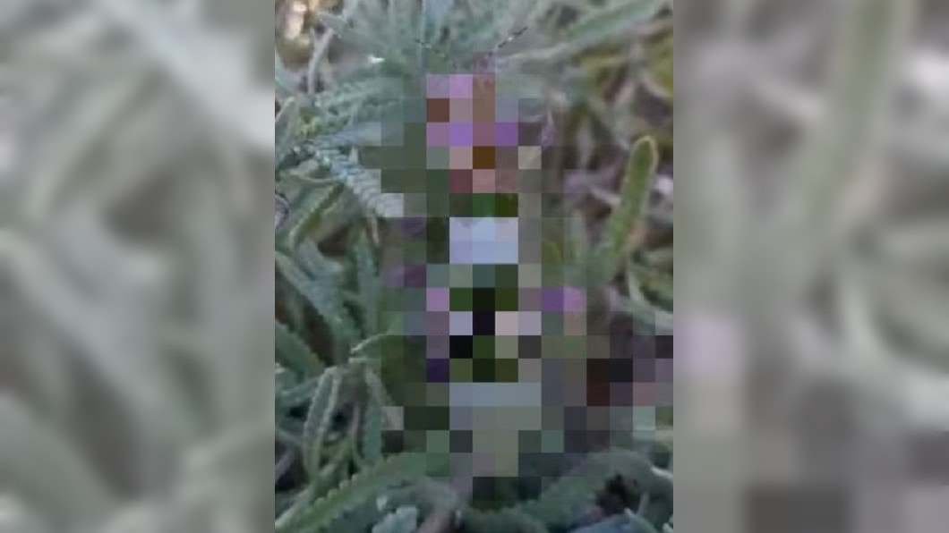 史上最美螳螂!身穿粉紫花衣 網讚:仙女下凡
