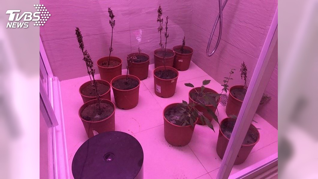 販毒牟利還種大麻 富家男恐面臨7年刑責