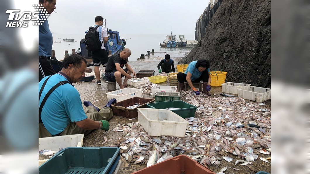 入秋季節 馬祖定置網漁獲滿滿