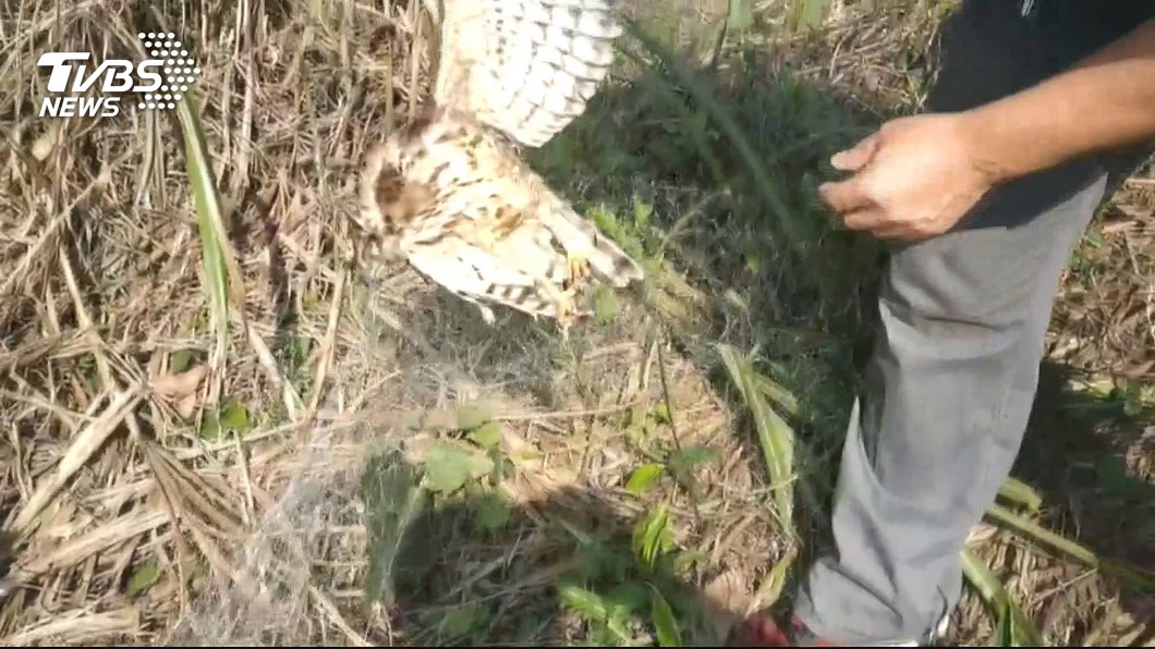 架鳥網擄鴿勒贖 害死保育類鳳頭蒼鷹