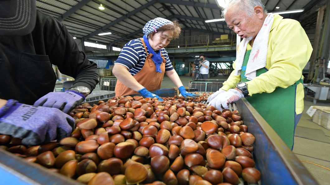 極端天氣壞日本秋味 栗子驟減.紅葉凋零