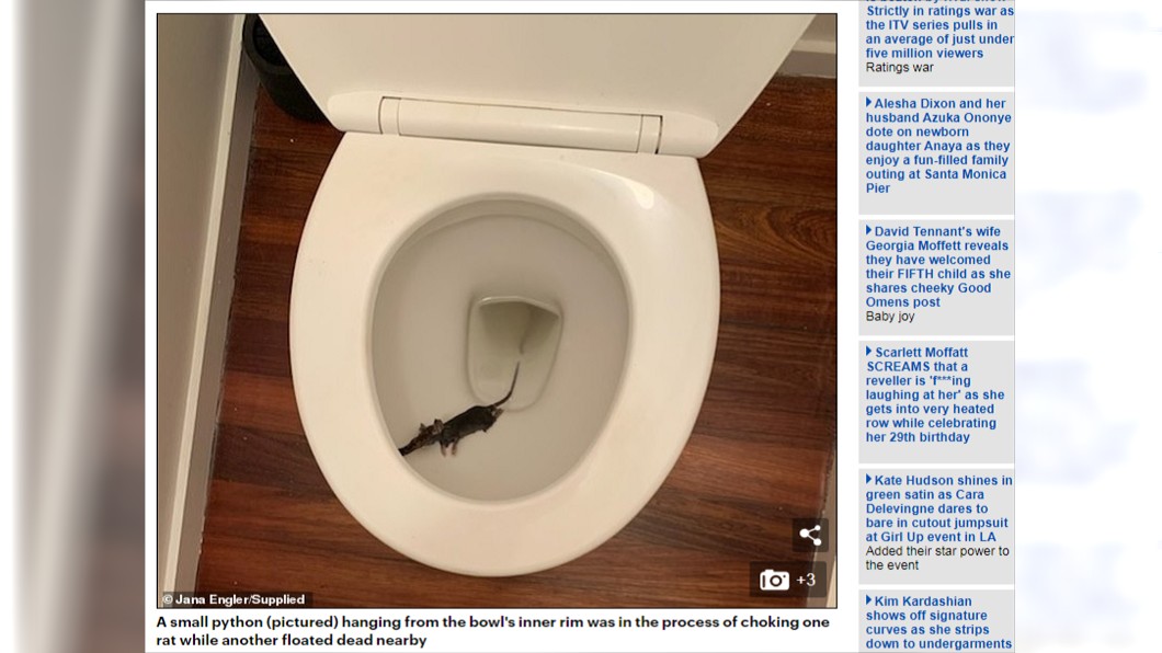小蟒蛇用身體纏繞老鼠。圖/翻攝自Daily Mail
