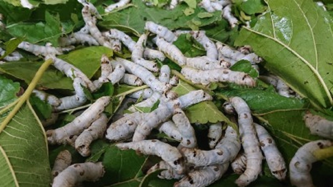 南韓研究:食用蠶粉有助治療阿茲海默症