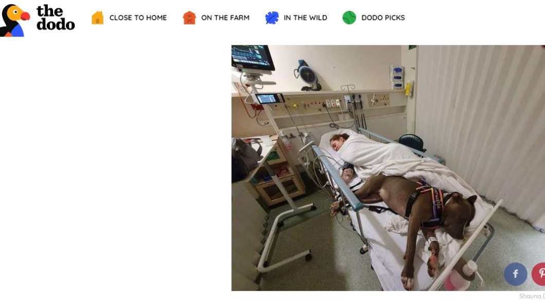 牠是救命犬!提前感應病癥 主人淚:沒牠不可能活