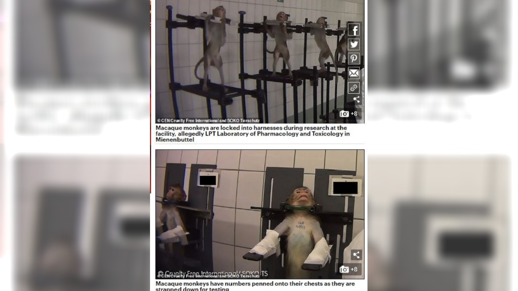德國漢堡近郊的LPT實驗室,近日被爆出涉嫌實驗過程虐待動物。圖/翻攝自dailymail網站
