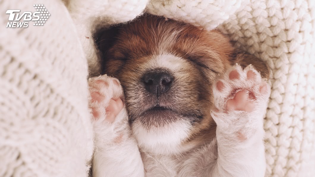 狗毛也能做毛衣? 編織家巧手留存愛犬回憶