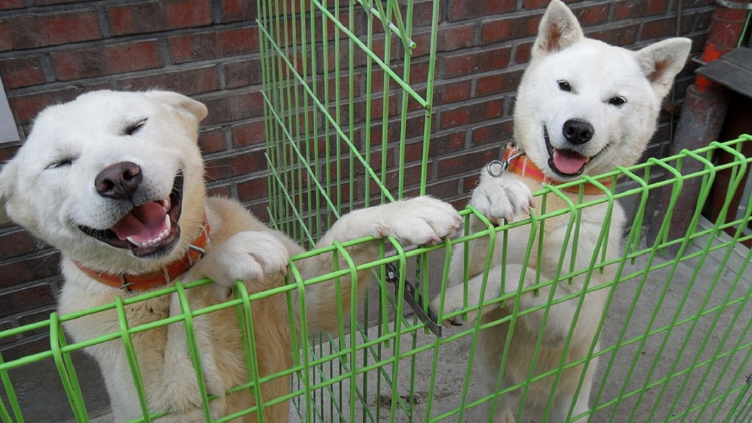 北韓國寶「豐山犬」!萌外表卻超兇狠 傳說能打贏老虎
