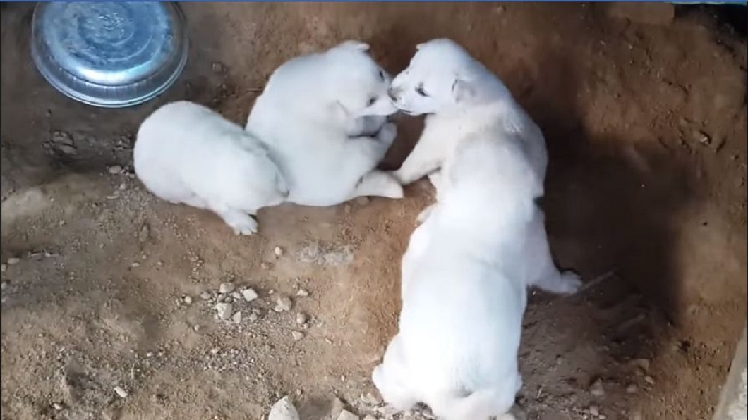 豐山犬的外貌看起來超萌,但個性十分兇狠。(圖/翻攝自臉書粉絲團)