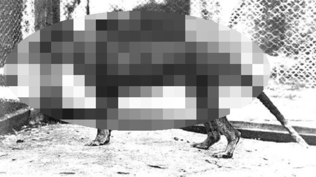 背像斑馬臉像狐狸‧‧‧　滅絕83年袋狼再度現身？
