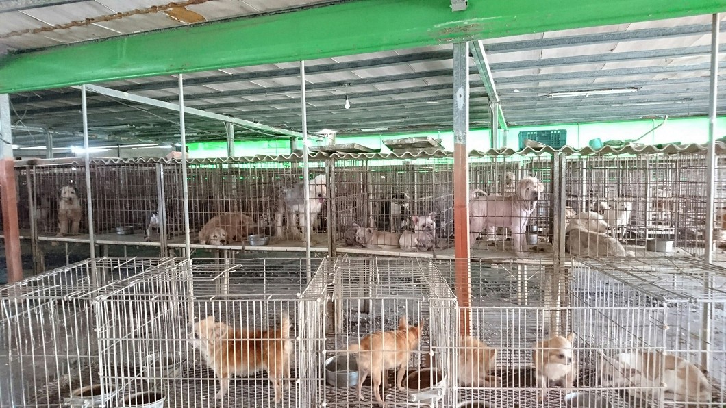 雲林縣破獲非法繁殖場 226隻名種犬貓開放認養