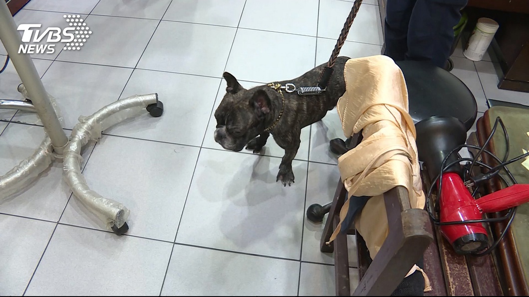 超萌!鬥牛犬「阿財」迷路 上警局求援找主人