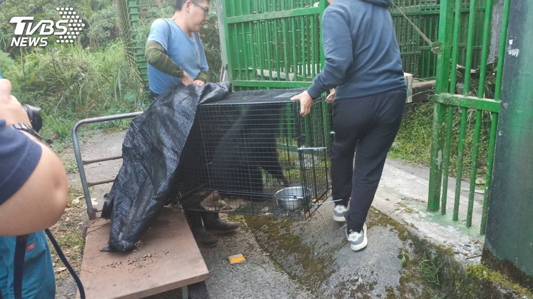 台東2小熊移地照養 建野訓場為返山林準備