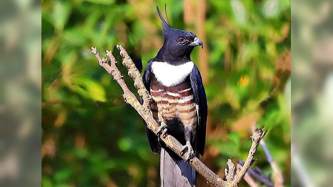 稀有「黑冠鵑隼」過境澎湖　鳥友喜見新鳥種