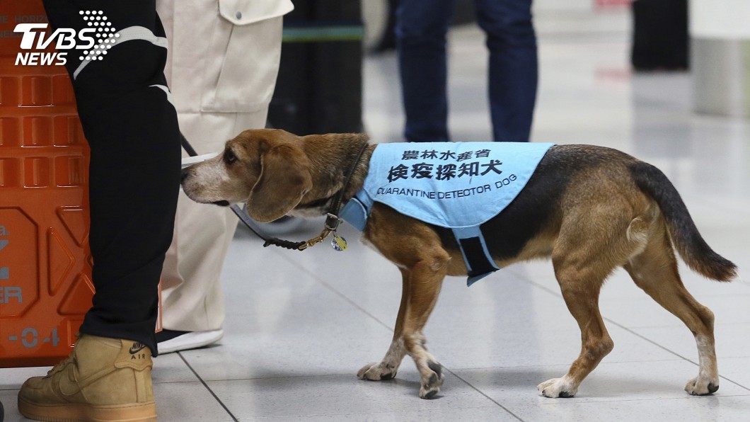 非洲豬瘟疫情擴大 日本機場相繼驗出病毒