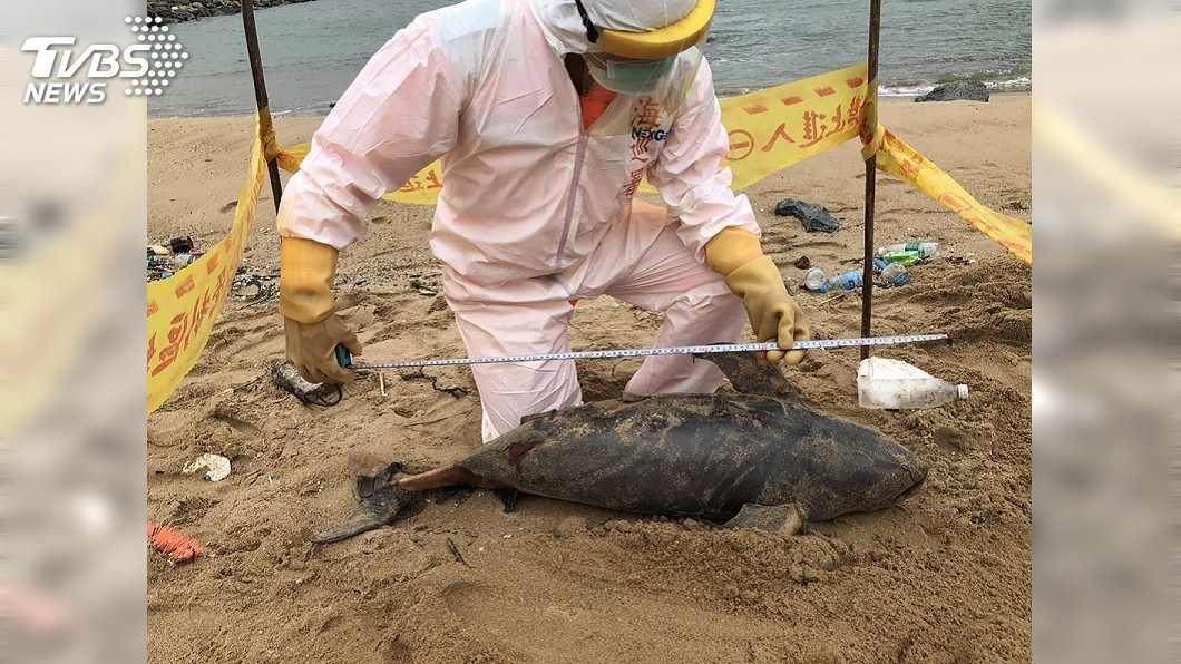 全球僅剩1千隻…馬祖又見死亡露脊鼠海豚　今年已13隻