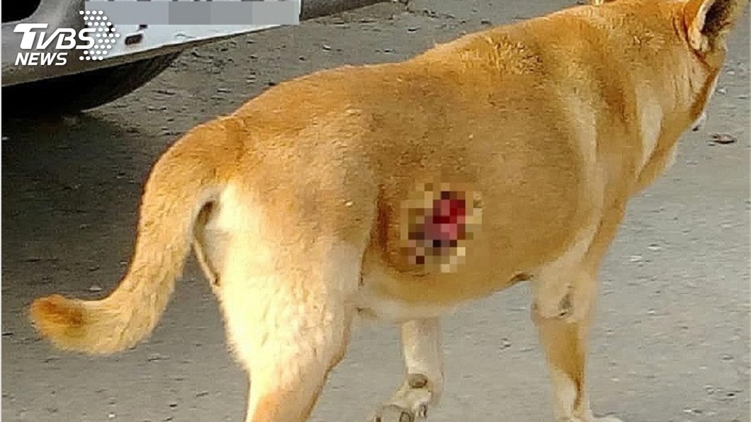 流浪犬疑遭彈弓打傷潰爛流膿 麻醉送醫搶救