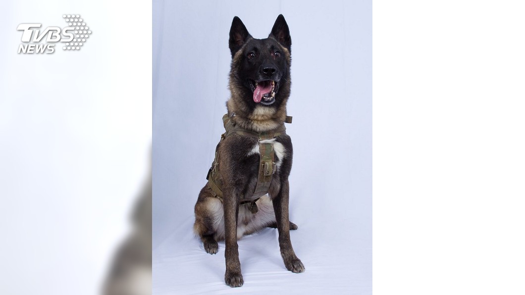 川普搶先po照片 美軍犬暴紅網友瘋狂惡搞