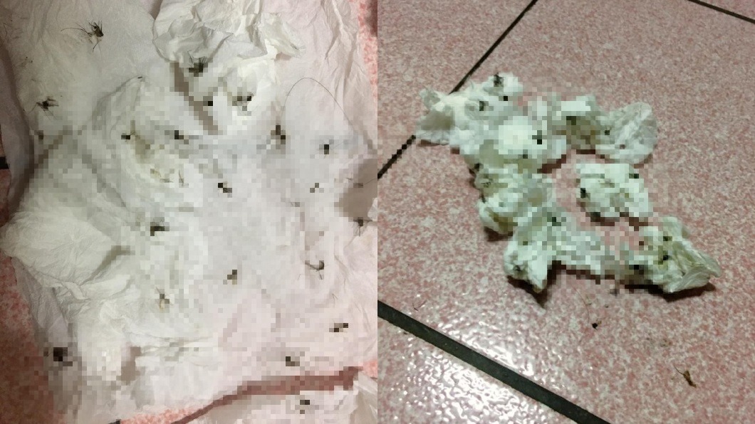 百隻蚊子入侵!他崩潰曬「滅門屍照」 網嚇:全身發癢