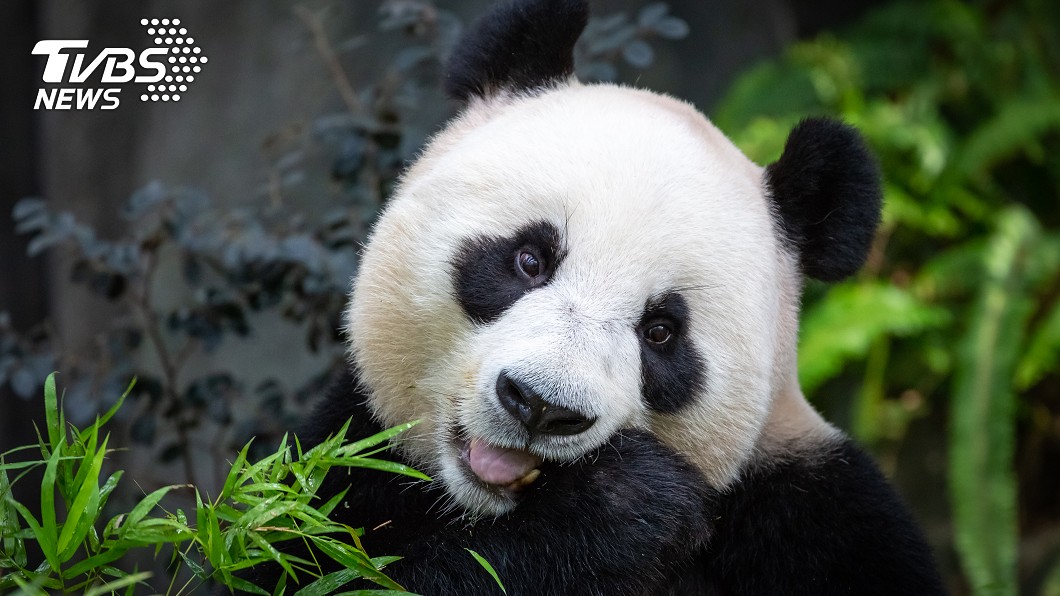年薪3百萬扮貓熊啃竹子　動物園闢謠：有真的所以不需要