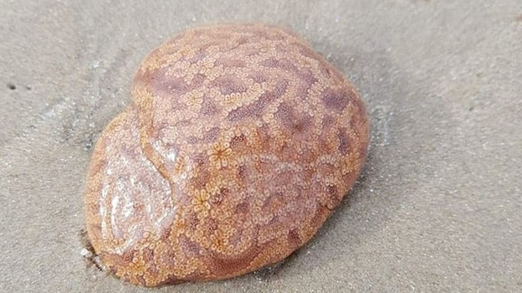 海灘驚見詭異生物 神似「人腦」觸摸手麻痹