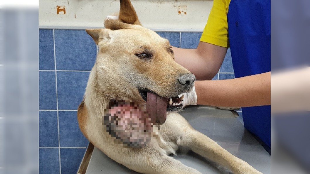心疼…頸圈長年磨擦惹禍 流浪犬頸掛460公克超大腫瘤