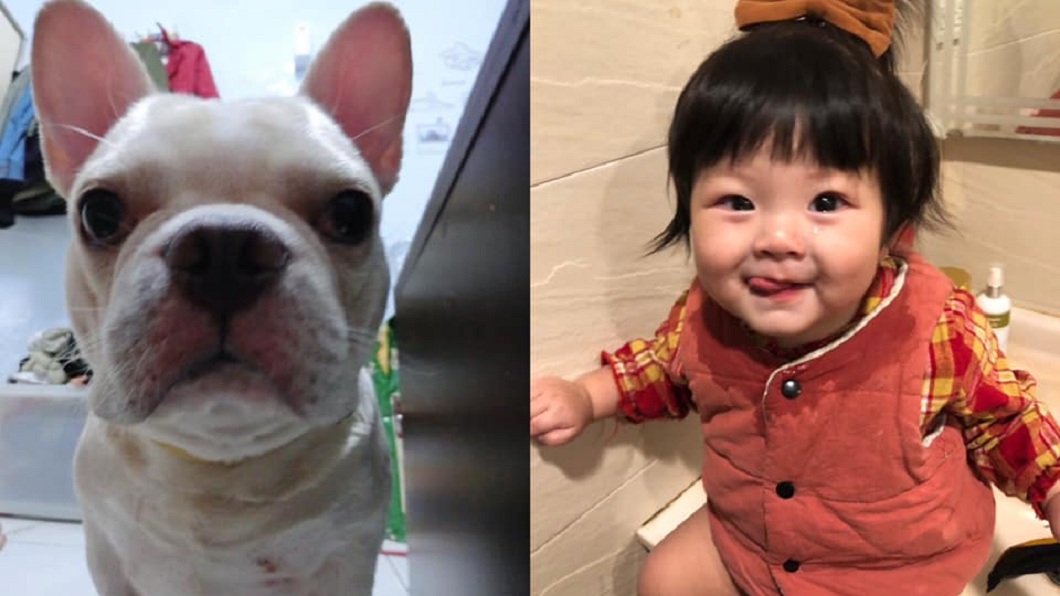 愛犬亡後妻才懷2胎!長女指孕肚說「這句」 夫妻淚崩