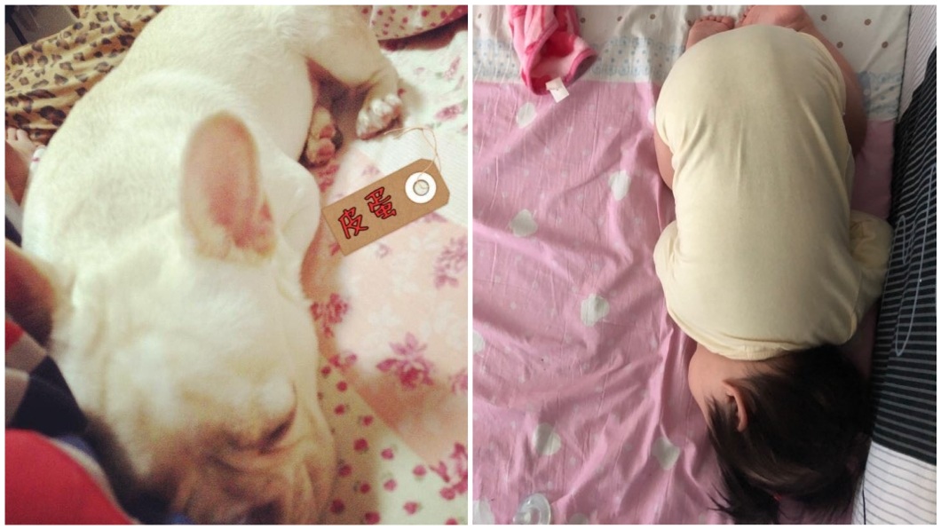 男網友分享愛犬生前的睡姿,幾乎和小女兒一模一樣,讓他相信小女兒就是愛犬投胎轉世的。(圖/網友Ed Wu授權提供)