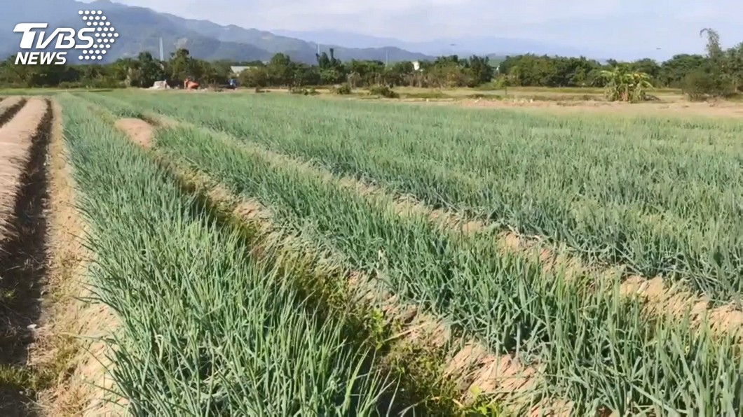 宜蘭三星蔥價飆引宵小覬覦 警方啟動防竊保護專案